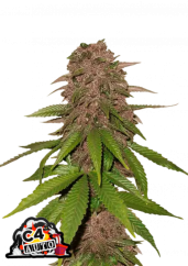 Fast Buds Żrieragħ tal-Kannabis C4 Auto
