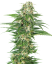 Sensi Seeds Cannabis Seeds Early Skunk Automatic® Feminized, 3-10 stk.