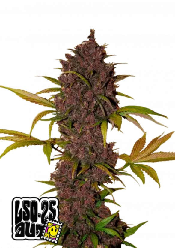 Fast Buds Cannabis Seeds LSD-25 Auto
