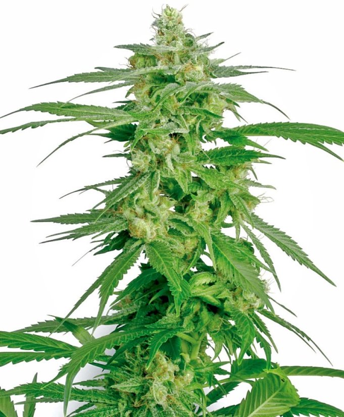 Sensi Seeds Cannabis Seeds Holland's Hope Regular av White Label, 10 stk