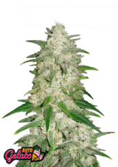 Fast Buds Żerriegħa tal-Kannabis Gelato Auto