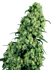 Sensi Seeds Żrieragħ tal-Kannabis Skunk #1 Femminizzati minn White Label, 3-10 pcs