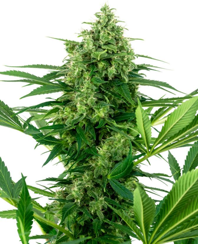 Sensi Seeds კანაფის თესლი Banana Frosting Feminized, 3-10 ც.