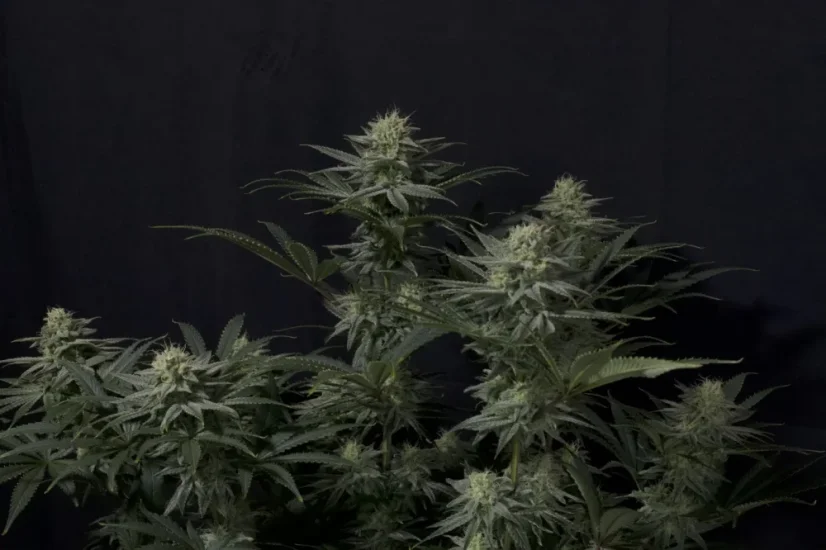 Fast Buds Żerriegħa tal-Kannabis GG4 Sherbet FF