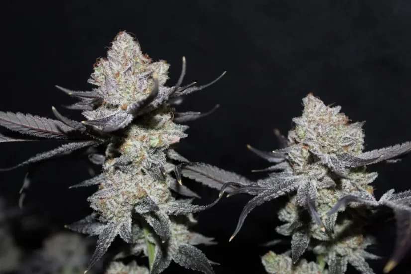 Fast Buds Cannabis Seeds Tropicana Cookies FF
