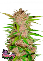 Fast Buds Żerriegħa tal-Kannabis Fastberry Auto