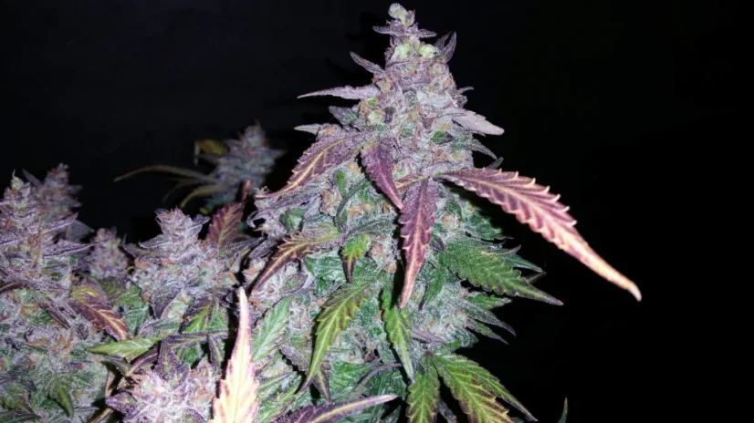 Graines de cannabis Fast Buds Fastberry Auto