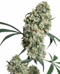 Sensi Seeds Насіння коноплі Ed Rosenthal Super Bud® Regular, 10 шт.