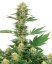 Sensi Seeds Cannabis Seeds Gelato #420 Feminized by White Label, 3-10 kom