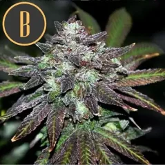 Blimburn Seeds Cannabis Seeds Narkosis Feminized