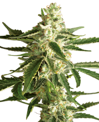 Sensi Seeds Semena konoplje White Diesel Haze Automatic Feminized by White Label, 3-10 kos