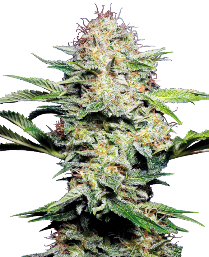 Sensi Seeds კანაფის თესლი Sensi Skunk Automatic® Feminized, 3-10 ც.