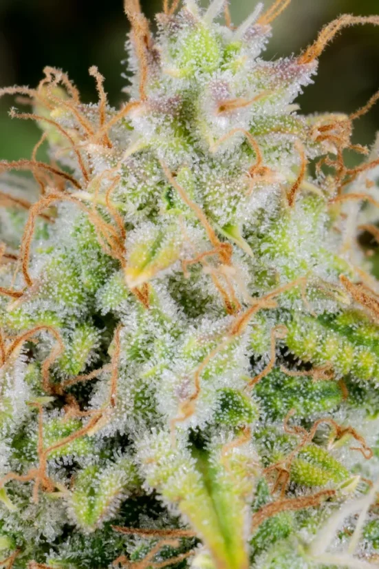 Fast Buds Cannabis Seeds Cinderella Auto