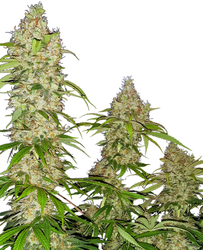 Sensi Seeds Cannabisfrön Banana Kush Cake Feminiserad, 3-10 st