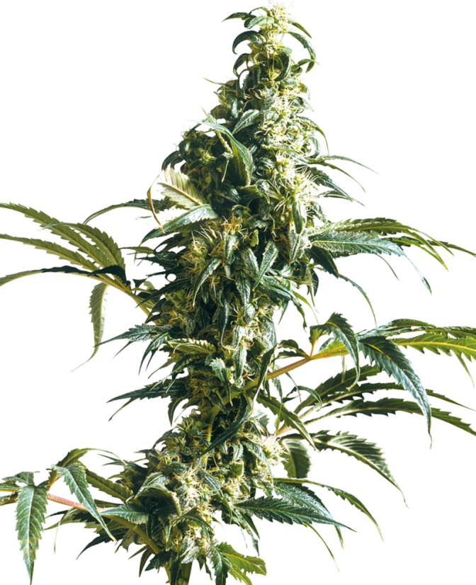 Sensi Seeds Cannabisfrön Mexican Sativa® Feminized, 3-10 st