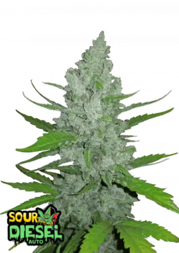 Fast Buds Cannabis Seeds Sour Diesel Auto