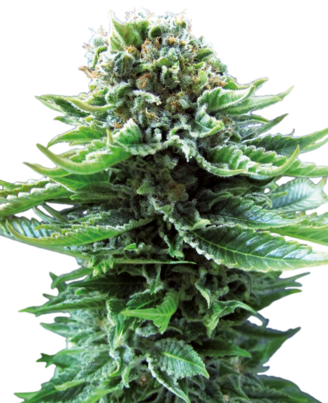 Sensi Seeds Hạt giống cần sa Northern Lights Automatic® Feminized, 3-10 hạt