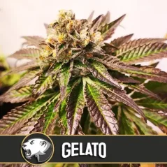 Blimburn Seeds Семена от канабис Gelato Feminized