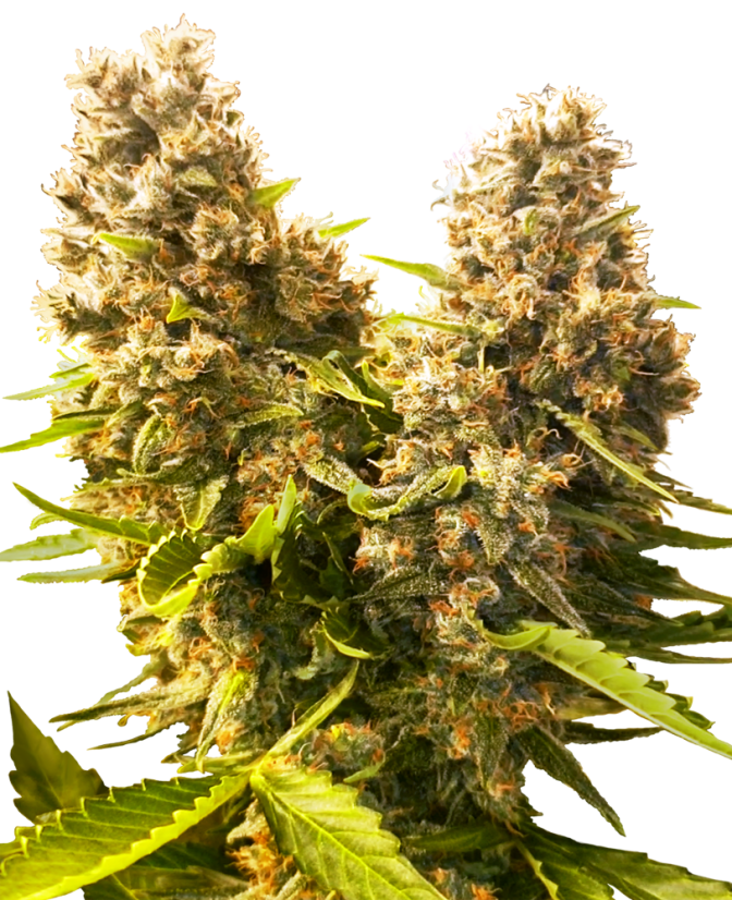 Sensi Seeds Żerriegħa tal-Kannabis Banana Kush Cake Awtomatiku Femminizzat, 3-10 pcs