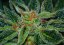 T.H.Seeds™ Cannabis Seeds Skunk XXX, various packs, regular