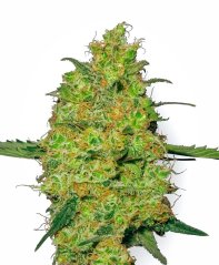 Sensi Seeds Cannabis Seeds Master Kush Regular by White Label, 10 ც.