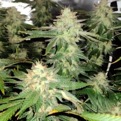 Blimburn Seeds Cannabisfrø Blackberry Moonstones feminisert