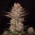 Doctor´s Choice Sjeme Chronic Fast F1 BX Regular