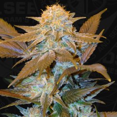 T.H.Seeds™ Cannabis Seeds Critical HOG™, çeşitli paketler, dişileştirilmiş