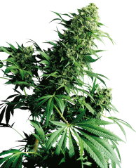 Sensi Seeds Cannabis Shiva Shanti® Regular, 10 st