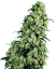 Sensi Seeds Semena konoplje Skunk #1® Feminized, 3-10 kom