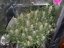 Fast Buds Cannabis Seeds Grapefruit Auto
