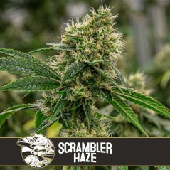 Blimburn Seeds Cannabis Seeds Scrambler Haze Feminized