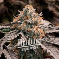 Blimburn Seeds Семена от канабис Gator Breath Feminized