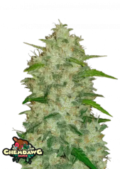 Fast Buds Żrieragħ tal-Kannabis Chemdawg Auto