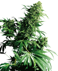 Sensi Seeds Cannabis Shiva Shanti® Regular, 10 бр.