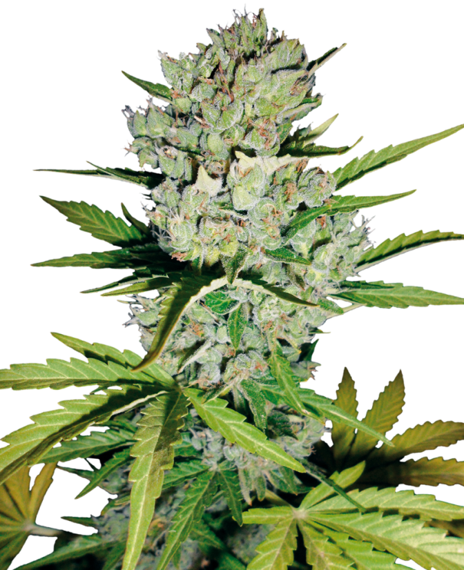 Sensi Seeds კანაფის თესლი Super Skunk Automatic Feminized by White Label, 3-10 ც.