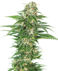 Sensi Seeds Cannabis Seeds Early Skunk Automatic® Feminized, 3-10 stk.