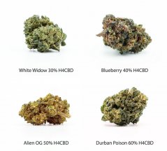 Set di campioni di fiori H4CBD - White Widow 30% H4CBD, Blueberry 40% H4CBD, Alien OG 50% H4CBD, Durban Poison 60% H4CBD, 4 x 1 g