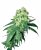 Sensi Seeds Cannabis Seeds White Rhino Regular pagal White Label, 10 vnt.