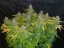 Fast Buds Cannabis Seeds Californian Snow Auto
