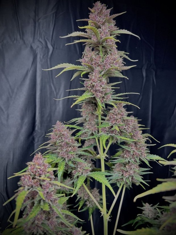 Fast Buds Cannabis Seeds Banana Purple Punch Auto