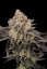 Graines de cannabis Fast Buds Gorilla Cookies FF