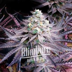 Blimburn Seeds Cannabis Seeds Peanut Butter Breath Feminized