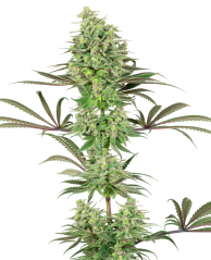 Sensi Seeds Cannabis Seeds Double Banana Kush Feminized by White Label, 3-10 gab.