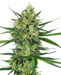 Sensi Seeds Семена от канабис Tangerine Sugar® Feminized, 3-10 бр.