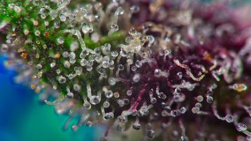 Everything you need to know about trichomes