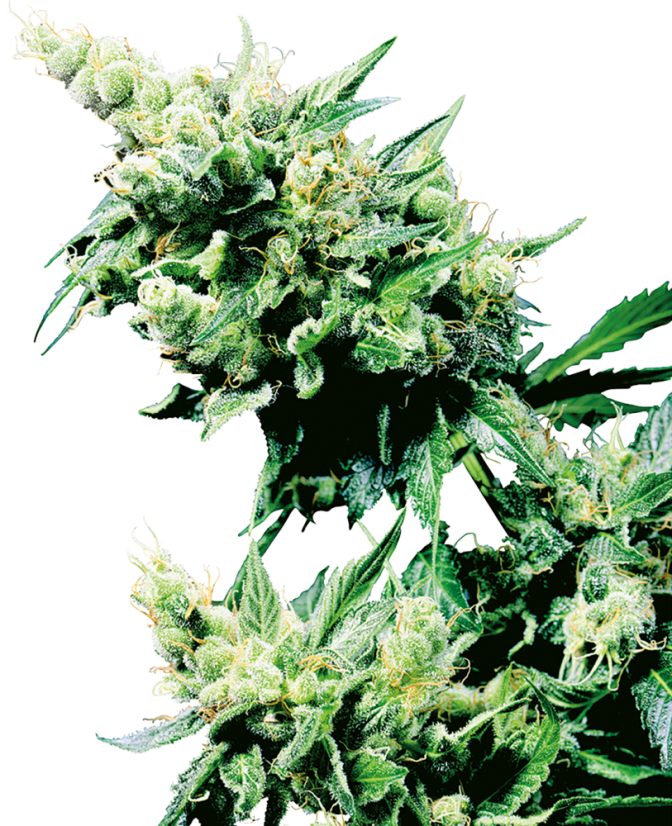 Sensi Seeds Насіння коноплі Hash Plant® Regular, 10 шт.