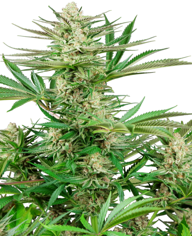 Sensi Seeds Семена от канабис Malibu OG Gold Feminized, 3-10 бр.