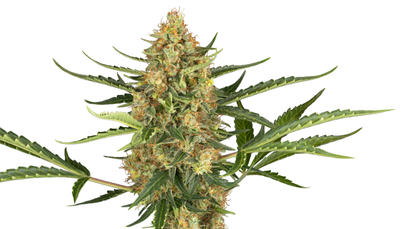 Sensi Seeds კანაფის თესლი Blueberry Bubblegum Automatic Feminized, 3-10 ც.