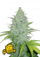 Fast Buds Cannabis Frø Ost Auto